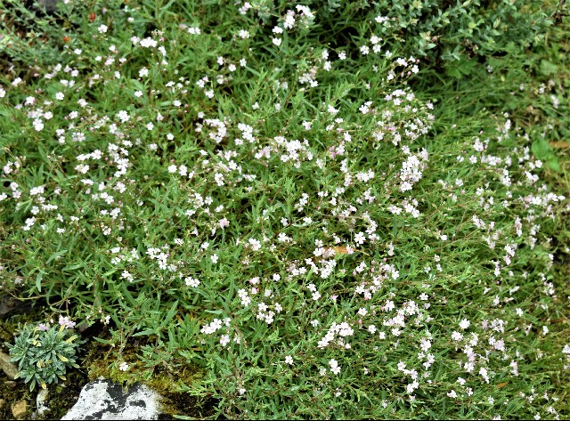 Gypsophila repens